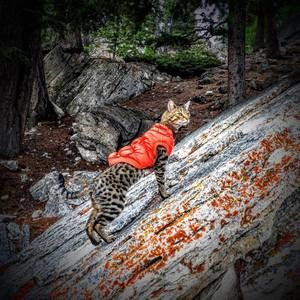 Meet your Posher, Ryan